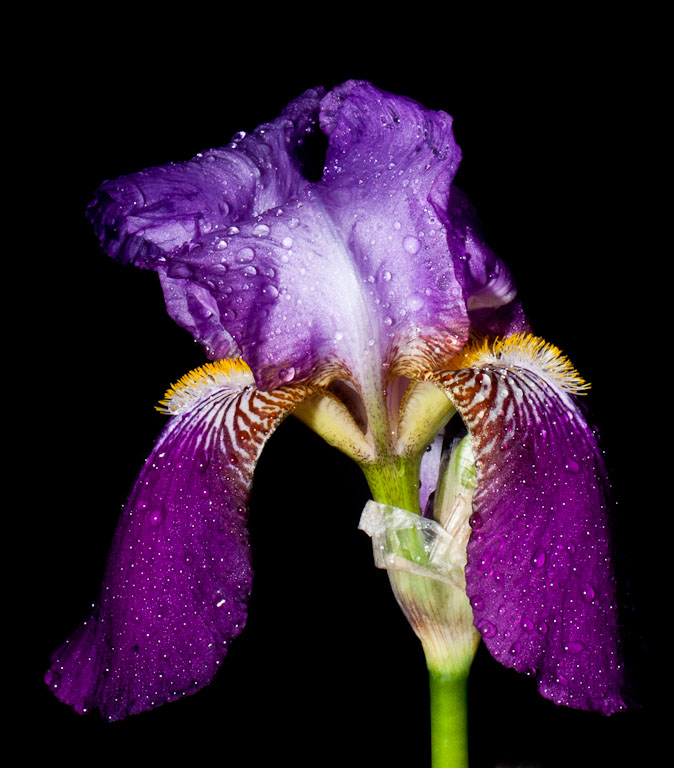 1105 presby iris gardens 003